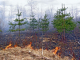 День защиты леса от пожара в США
